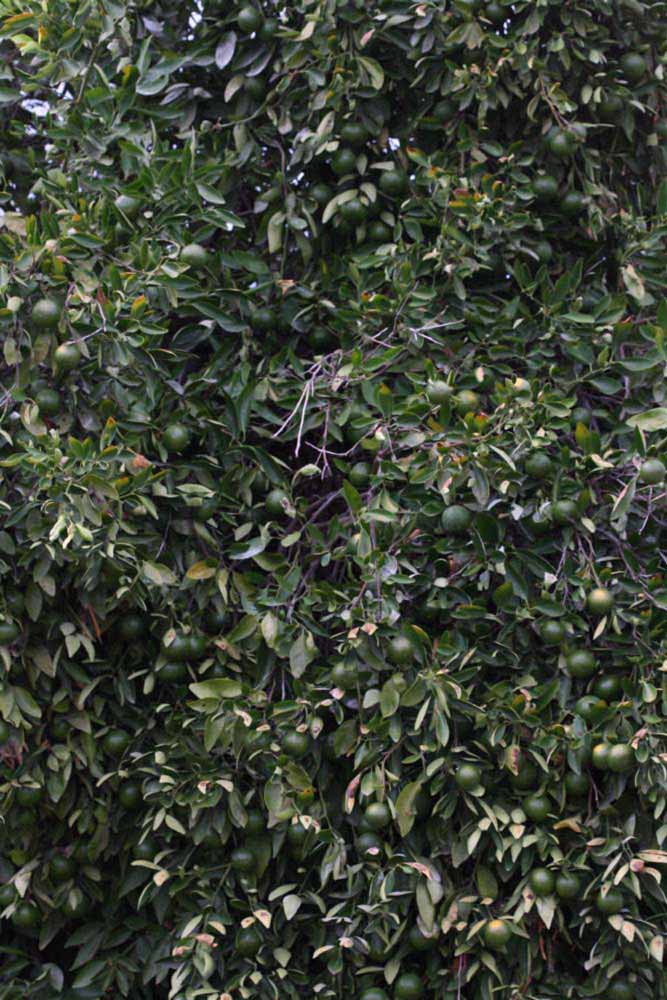            Habit (Riverside, CA)   